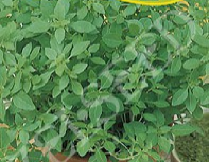 Zelseed Bazalka ´Palla Nano Compatto´