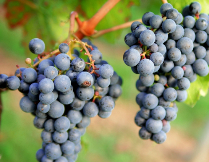 Rulandské modré ´Pinot Noir´