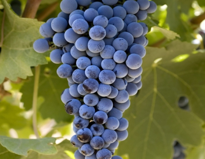Hrozny Cabernet sauvignon
