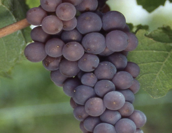 Rulandské modré ´Pinot Gris´