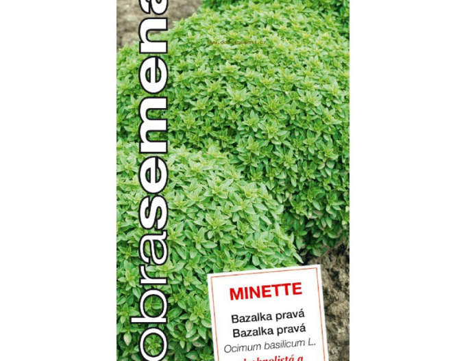 Dobrá semínka bazalky ´Minette´