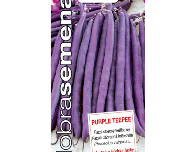 Dobrá semena  Fazol obecný keříčkový Purple Teepee