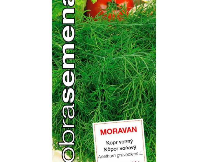 Dobrá semena Kopr voňavý Moravan