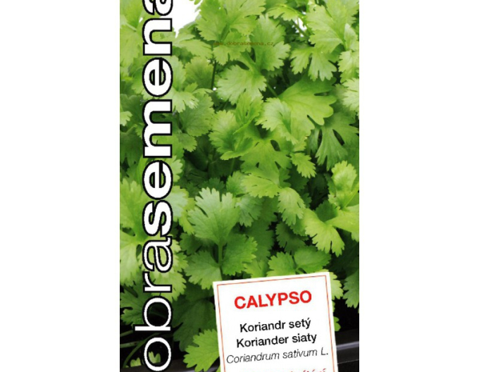 Dobrá semena Koriandr ´Calypso´
