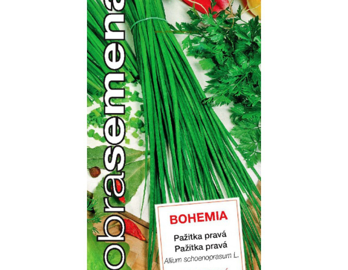 Dobrá semena Pažitka ´Bohemia´