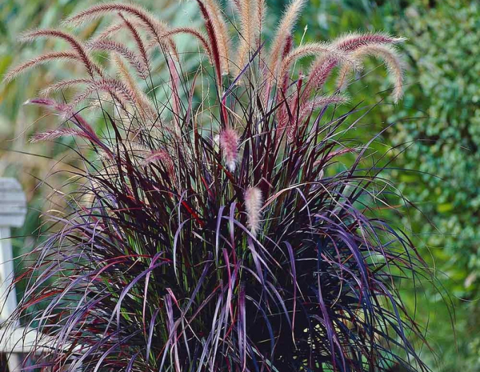 Dřevo pýřité "Setaceum Rubrum"