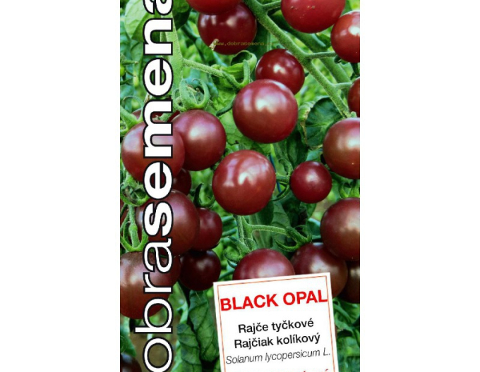 Dobrá semena Rajče Black Opal