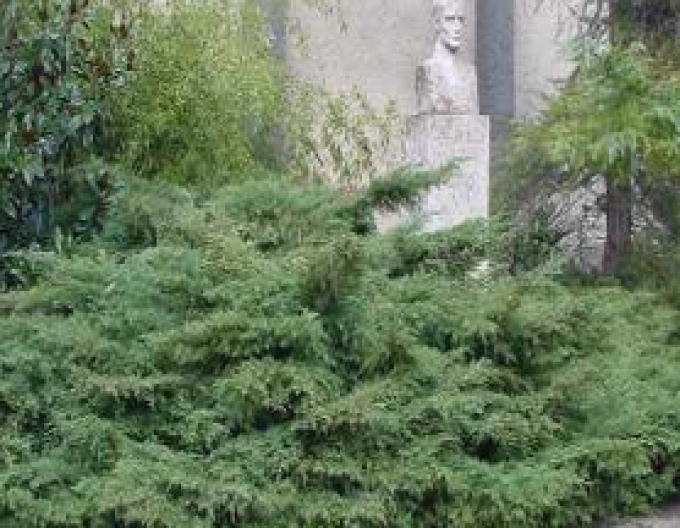 Jalovec "Tripartita"
