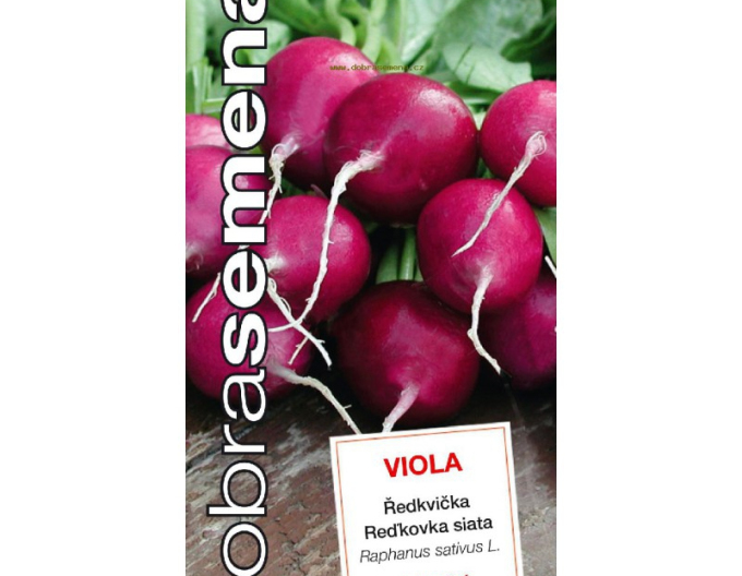 Dobrá semena Fialová ředkev Viola