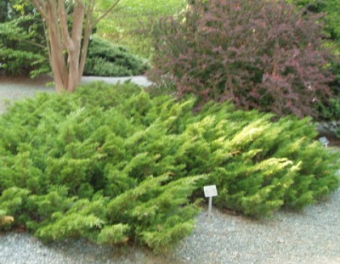 Jalovec "Sabina Mas"