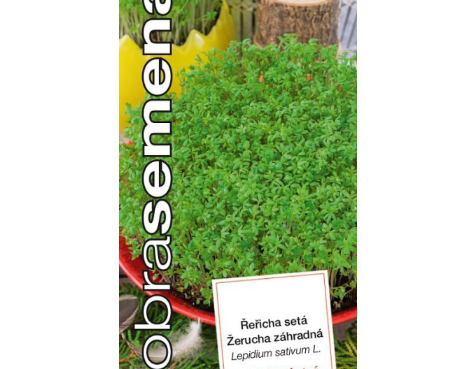 Dobrá semena Řeřicha zahradní
