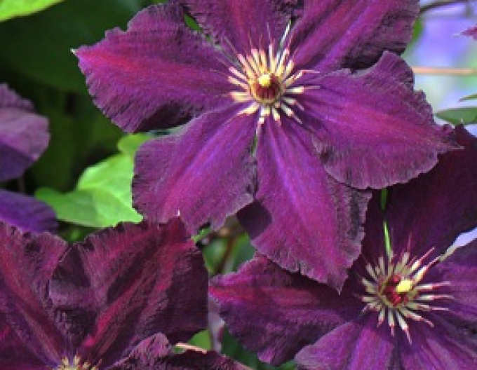 Clematis ´Grunwald´