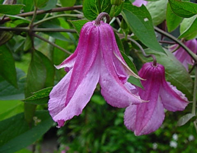Clematis ´Alionushka´