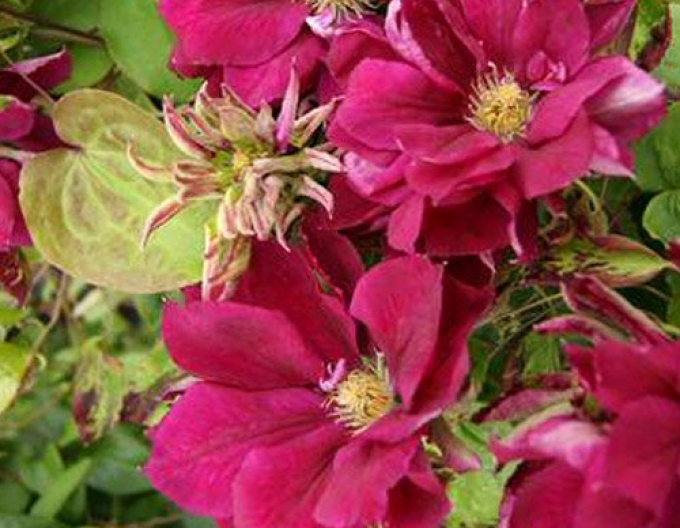 Clematis ´Red Star´