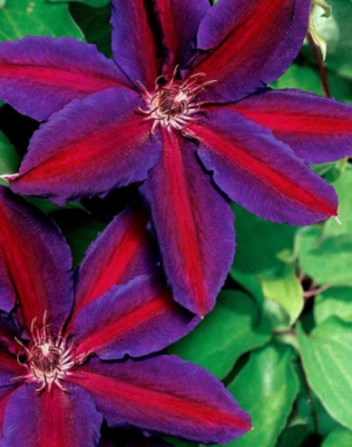 Clematis ´Wildfire´