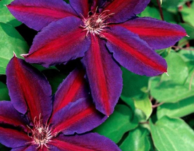 Clematis ´Wildfire´