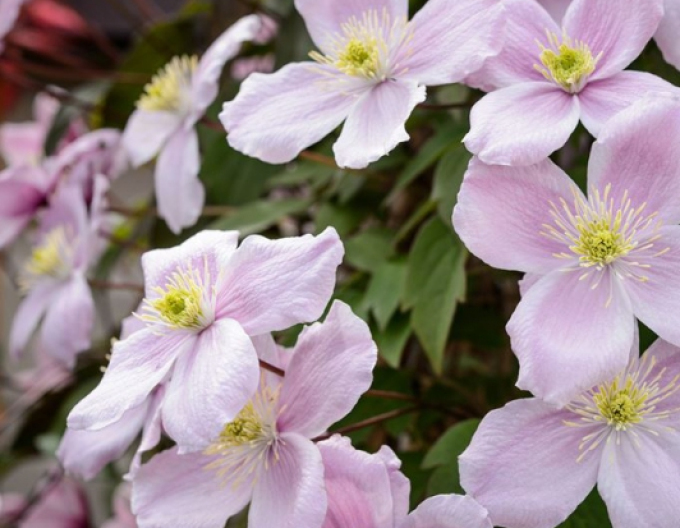 Clematis ´Montana Mayleen´