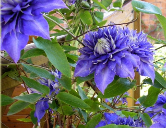 Clematis Modré světlo