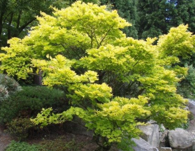 Javor shirasawanum Aureum