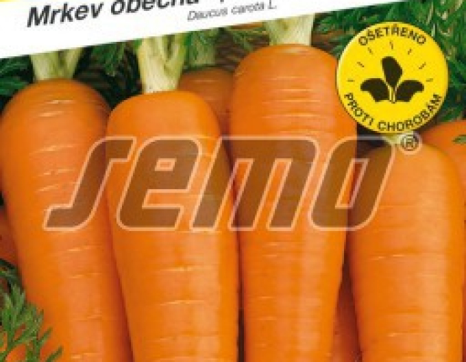 Semo Mrkev obecná Kardila