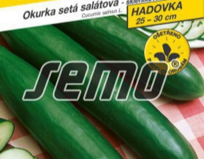 Semo Okurka setá salátová hadovka Saladin F1