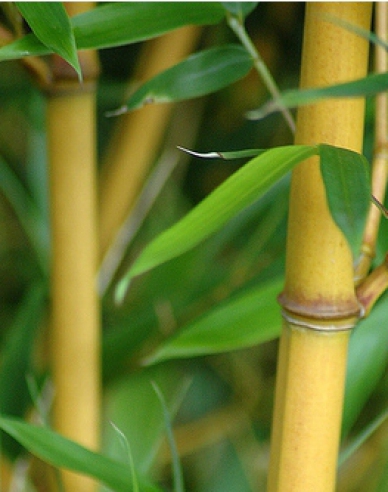 Bambus ´ Aurea ´