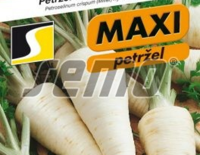 Semo Petržel zahradní kořenový Efez