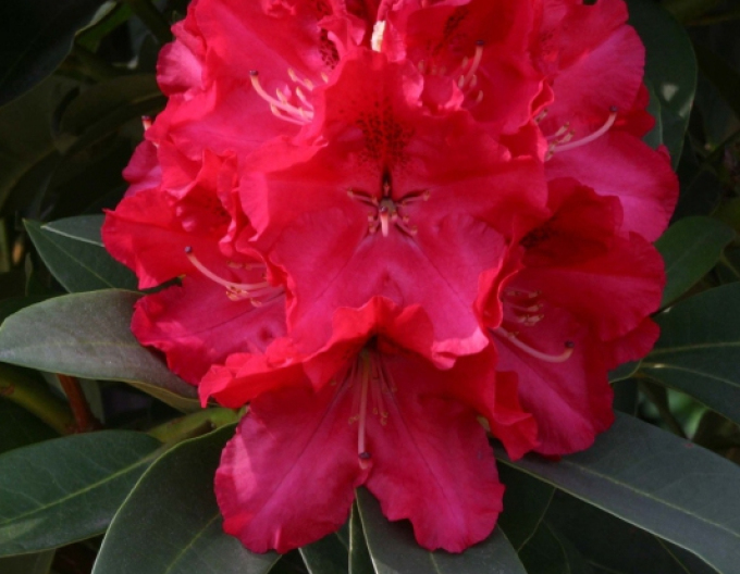 Rhododendron Wilgens Ruby
