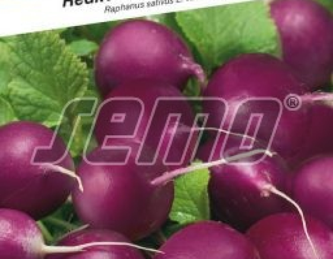 Semo Fialová ředkev ´Purpura F1´
