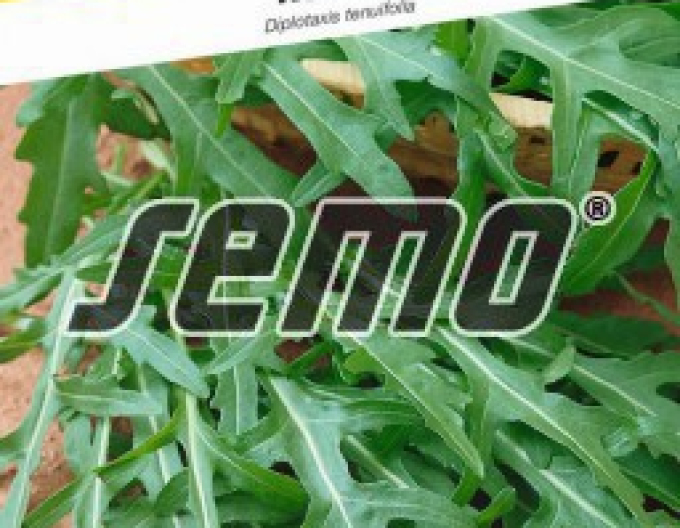 Semo Roketa úzkolistá Wild rocket