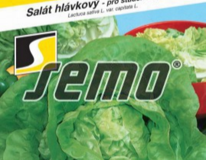 Semo Salát hlávkový Safír