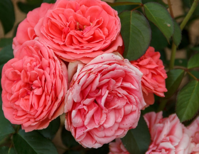 ROSE "Kimono"