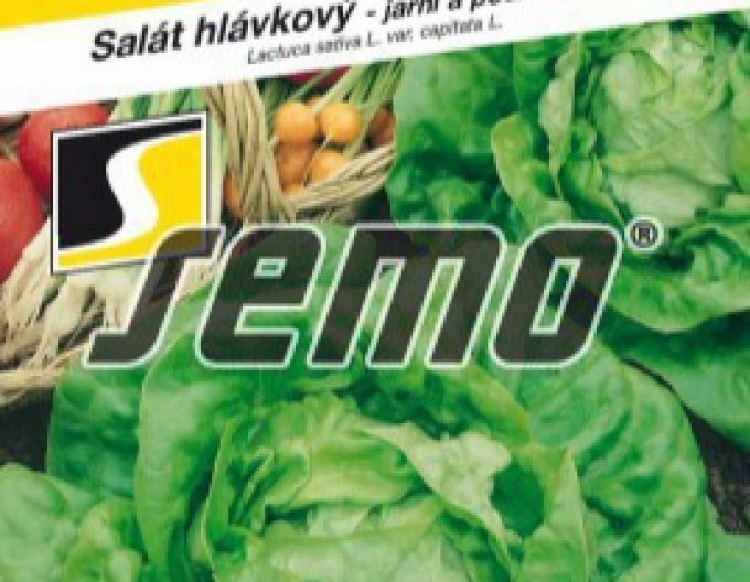 Semo Salát hlávkový Major