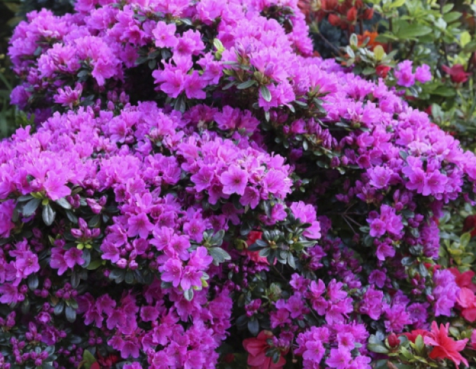 Azalka japonská Hiroko Geisha Purple