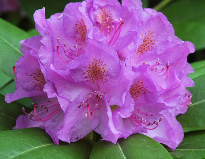 Rhododendron Catawbiense Grandiflorum