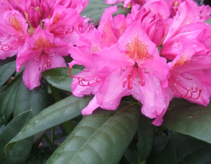 Rhododendron ´Delta´