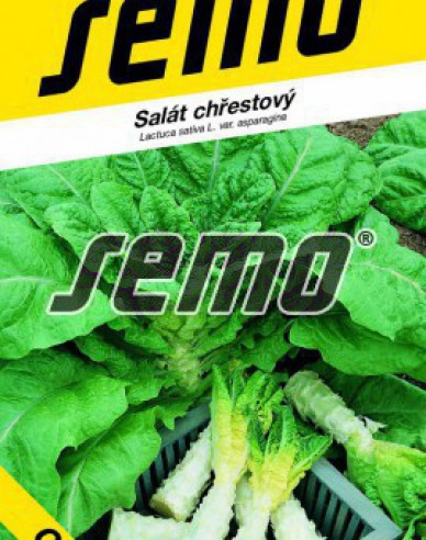 Semo Salát chřestový ´Celtuce´