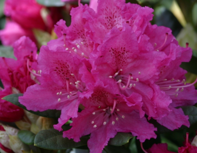 Rhododendron Rocket
