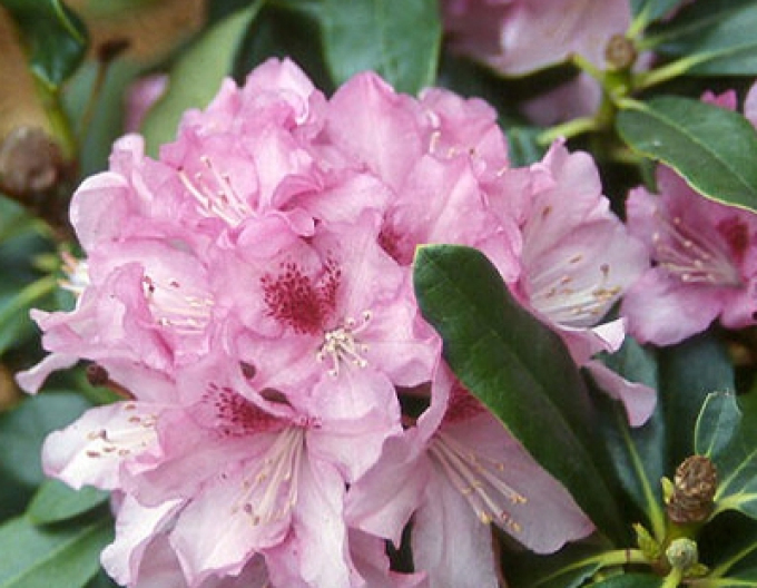 Rhododendron Cheer