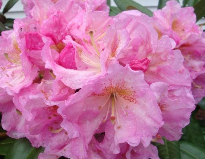 Rhododendron Scintillation