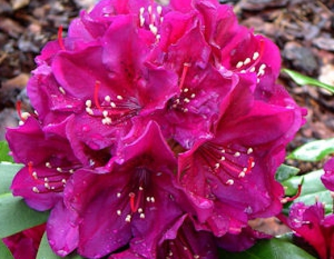 Rhododendron Polarnacht