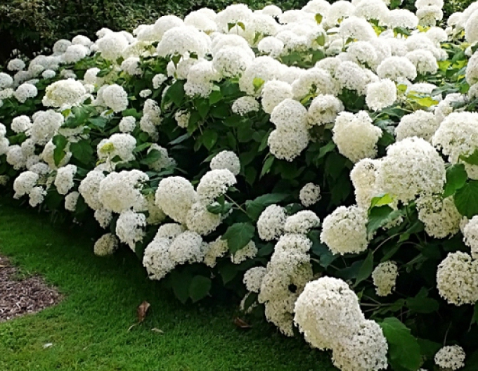 Hortenzie stromová Anabelle