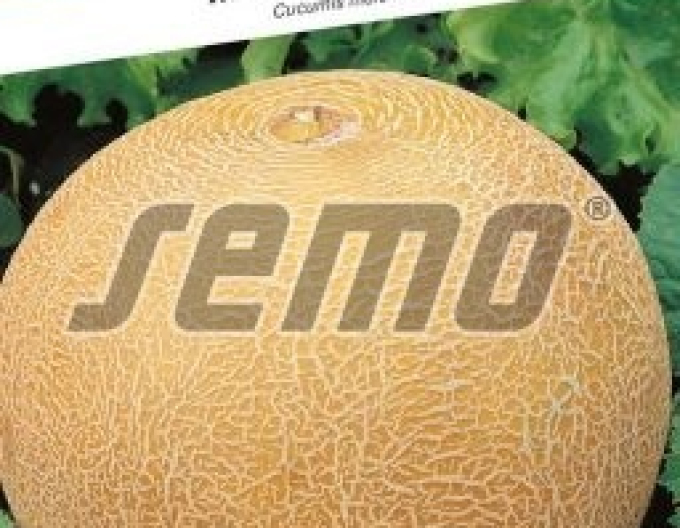 Semo Cukrový meloun ´Solartur´