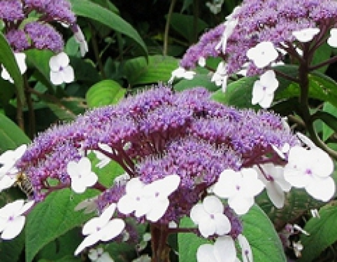 Hortenzie Macrophylla