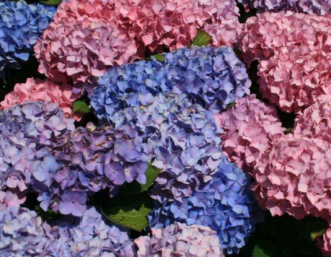 Hortenzie Bouquet Rose
