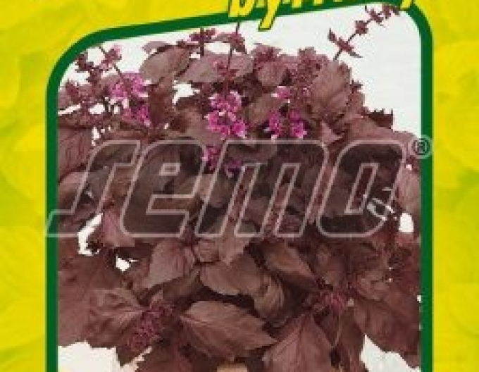 Semo bazalka pravá Purple Opaal