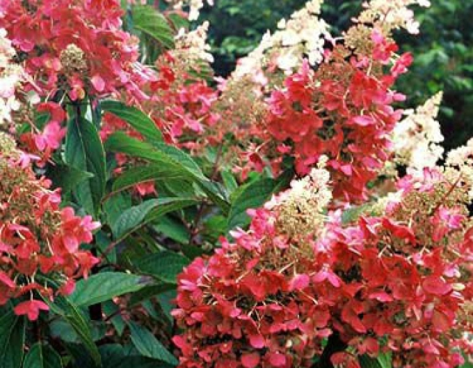 Hortenzie Pinky Winky