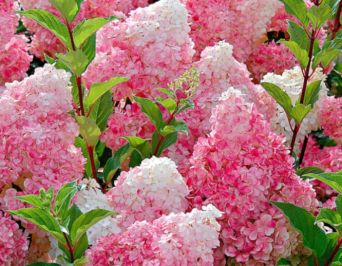 Hortenzie Vanille Fraise