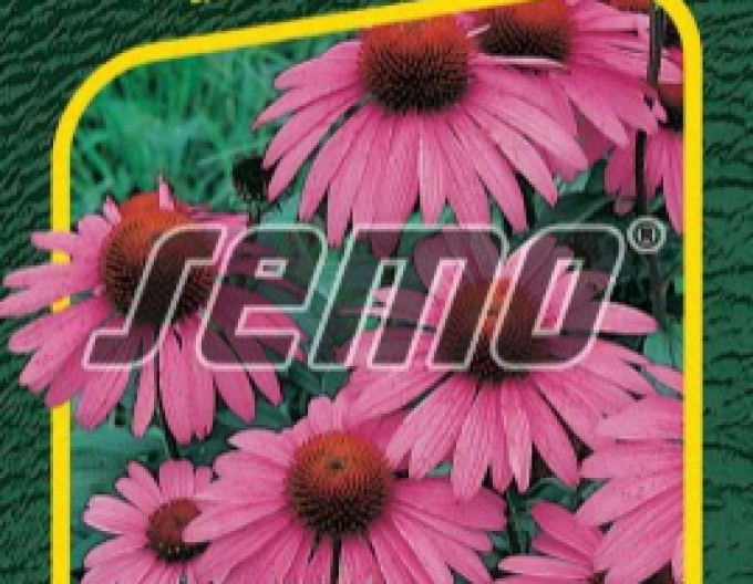Semo Echinacea purpurea