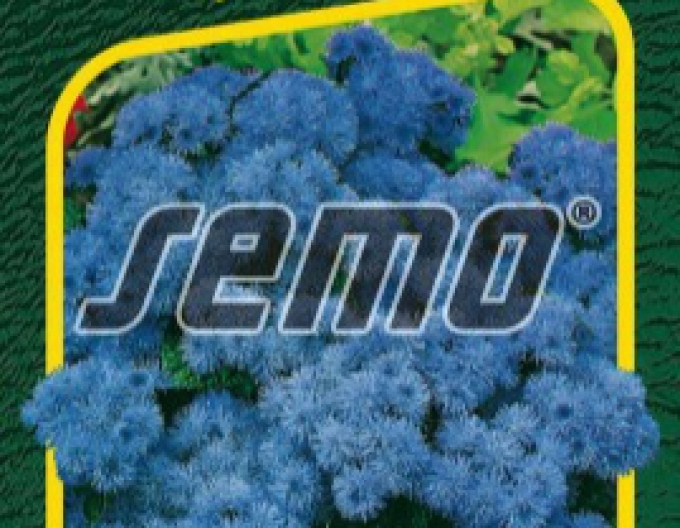 Semo Agerat nízký Tetra Blue Mink